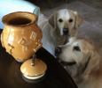 Dog Treat Jar